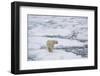 Polar bear (Ursus maritimus), Polar Ice Cap, north of Spitsbergen, Norway.-Sergio Pitamitz-Framed Photographic Print