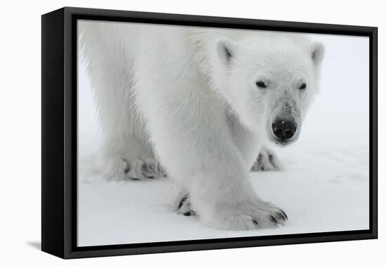 Polar Bear (Ursus Maritimus) Portrait, Svalbard, Norway, July 2008-de la-Framed Stretched Canvas