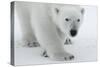 Polar Bear (Ursus Maritimus) Portrait, Svalbard, Norway, July 2008-de la-Stretched Canvas