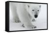 Polar Bear (Ursus Maritimus) Portrait, Svalbard, Norway, July 2008-de la-Framed Stretched Canvas