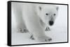 Polar Bear (Ursus Maritimus) Portrait, Svalbard, Norway, July 2008-de la-Framed Stretched Canvas