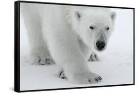 Polar Bear (Ursus Maritimus) Portrait, Svalbard, Norway, July 2008-de la-Framed Stretched Canvas