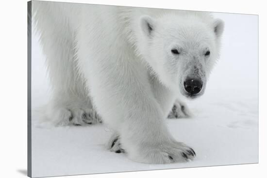 Polar Bear (Ursus Maritimus) Portrait, Svalbard, Norway, July 2008-de la-Stretched Canvas