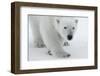 Polar Bear (Ursus Maritimus) Portrait, Svalbard, Norway, July 2008-de la-Framed Photographic Print