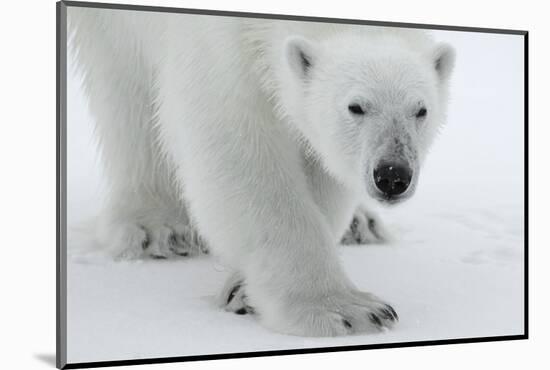 Polar Bear (Ursus Maritimus) Portrait, Svalbard, Norway, July 2008-de la-Mounted Photographic Print