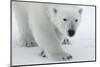 Polar Bear (Ursus Maritimus) Portrait, Svalbard, Norway, July 2008-de la-Mounted Photographic Print