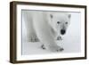 Polar Bear (Ursus Maritimus) Portrait, Svalbard, Norway, July 2008-de la-Framed Photographic Print