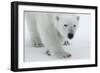 Polar Bear (Ursus Maritimus) Portrait, Svalbard, Norway, July 2008-de la-Framed Photographic Print