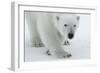 Polar Bear (Ursus Maritimus) Portrait, Svalbard, Norway, July 2008-de la-Framed Photographic Print