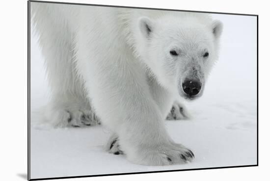 Polar Bear (Ursus Maritimus) Portrait, Svalbard, Norway, July 2008-de la-Mounted Photographic Print