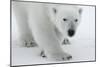 Polar Bear (Ursus Maritimus) Portrait, Svalbard, Norway, July 2008-de la-Mounted Photographic Print