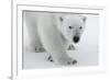 Polar Bear (Ursus Maritimus) Portrait, Svalbard, Norway, July 2008-de la-Framed Photographic Print