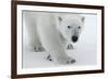 Polar Bear (Ursus Maritimus) Portrait, Svalbard, Norway, July 2008-de la-Framed Photographic Print