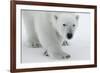 Polar Bear (Ursus Maritimus) Portrait, Svalbard, Norway, July 2008-de la-Framed Photographic Print