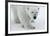 Polar Bear (Ursus Maritimus) Portrait, Svalbard, Norway, July 2008-de la-Framed Photographic Print