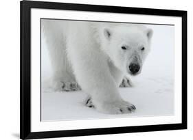 Polar Bear (Ursus Maritimus) Portrait, Svalbard, Norway, July 2008-de la-Framed Photographic Print