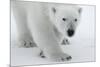 Polar Bear (Ursus Maritimus) Portrait, Svalbard, Norway, July 2008-de la-Mounted Photographic Print