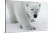 Polar Bear (Ursus Maritimus) Portrait, Svalbard, Norway, July 2008-de la-Stretched Canvas