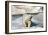 Polar Bear (Ursus Maritimus) Walking across an Ice Floe, Svalbard Islands, Norway., 2022 (Photo)-Sisse Brimberg-Framed Giclee Print