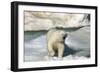 Polar Bear (Ursus Maritimus) Walking across an Ice Floe, Svalbard Islands, Norway., 2022 (Photo)-Sisse Brimberg-Framed Giclee Print