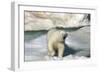 Polar Bear (Ursus Maritimus) Walking across an Ice Floe, Svalbard Islands, Norway., 2022 (Photo)-Sisse Brimberg-Framed Giclee Print