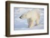 Polar Bear (Ursus maritimus) walking in snow, Churchill Wildlife Management Area, Churchill, Man...-Panoramic Images-Framed Photographic Print