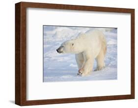 Polar Bear (Ursus maritimus) walking in snow, Churchill Wildlife Management Area, Churchill, Man...-Panoramic Images-Framed Photographic Print