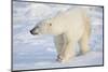 Polar Bear (Ursus maritimus) walking in snow, Churchill Wildlife Management Area, Churchill, Man...-Panoramic Images-Mounted Photographic Print