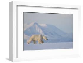 Polar bear (Ursus maritimus) walking in snow, Svalbard, Norway, April-Danny Green-Framed Photographic Print