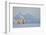 Polar bear (Ursus maritimus) walking in snow, Svalbard, Norway, April-Danny Green-Framed Photographic Print