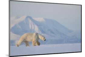 Polar bear (Ursus maritimus) walking in snow, Svalbard, Norway, April-Danny Green-Mounted Photographic Print