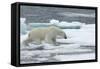 Polar Bear (Ursus Maritimus) Walking over Sea Ice, Moselbukta, Svalbard, Norway, July 2008-de la-Framed Stretched Canvas