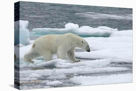 Polar Bear (Ursus Maritimus) Walking over Sea Ice, Moselbukta, Svalbard, Norway, July 2008-de la-Stretched Canvas