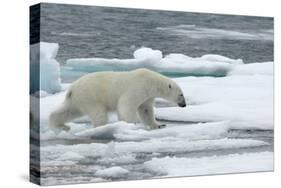 Polar Bear (Ursus Maritimus) Walking over Sea Ice, Moselbukta, Svalbard, Norway, July 2008-de la-Stretched Canvas