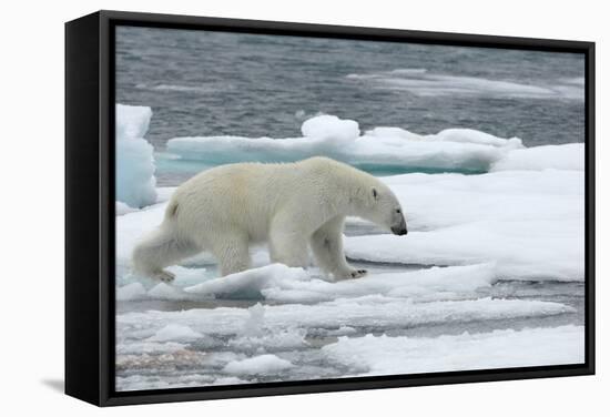 Polar Bear (Ursus Maritimus) Walking over Sea Ice, Moselbukta, Svalbard, Norway, July 2008-de la-Framed Stretched Canvas