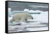 Polar Bear (Ursus Maritimus) Walking over Sea Ice, Moselbukta, Svalbard, Norway, July 2008-de la-Framed Stretched Canvas