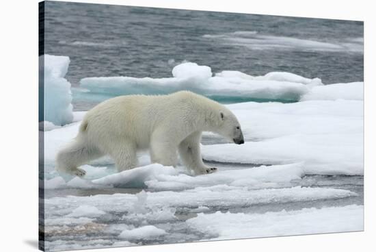 Polar Bear (Ursus Maritimus) Walking over Sea Ice, Moselbukta, Svalbard, Norway, July 2008-de la-Stretched Canvas