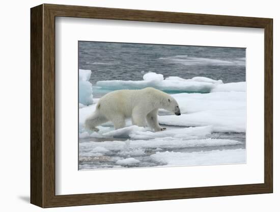 Polar Bear (Ursus Maritimus) Walking over Sea Ice, Moselbukta, Svalbard, Norway, July 2008-de la-Framed Photographic Print