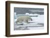 Polar Bear (Ursus Maritimus) Walking over Sea Ice, Moselbukta, Svalbard, Norway, July 2008-de la-Framed Photographic Print