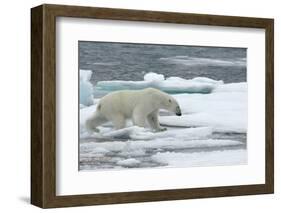 Polar Bear (Ursus Maritimus) Walking over Sea Ice, Moselbukta, Svalbard, Norway, July 2008-de la-Framed Photographic Print