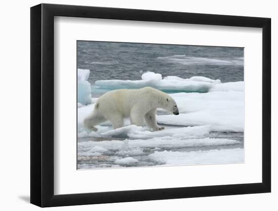 Polar Bear (Ursus Maritimus) Walking over Sea Ice, Moselbukta, Svalbard, Norway, July 2008-de la-Framed Photographic Print