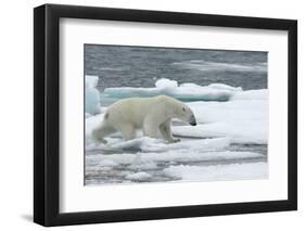 Polar Bear (Ursus Maritimus) Walking over Sea Ice, Moselbukta, Svalbard, Norway, July 2008-de la-Framed Photographic Print