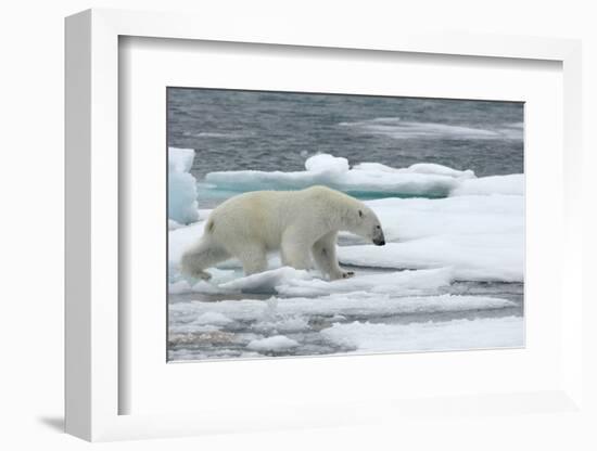 Polar Bear (Ursus Maritimus) Walking over Sea Ice, Moselbukta, Svalbard, Norway, July 2008-de la-Framed Photographic Print