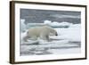 Polar Bear (Ursus Maritimus) Walking over Sea Ice, Moselbukta, Svalbard, Norway, July 2008-de la-Framed Photographic Print