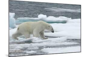 Polar Bear (Ursus Maritimus) Walking over Sea Ice, Moselbukta, Svalbard, Norway, July 2008-de la-Mounted Photographic Print