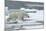 Polar Bear (Ursus Maritimus) Walking over Sea Ice, Moselbukta, Svalbard, Norway, July 2008-de la-Mounted Photographic Print