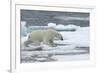 Polar Bear (Ursus Maritimus) Walking over Sea Ice, Moselbukta, Svalbard, Norway, July 2008-de la-Framed Photographic Print