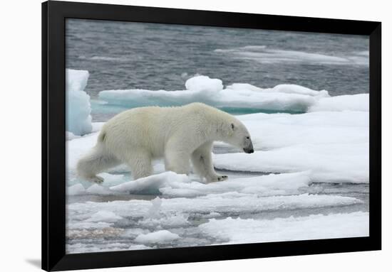 Polar Bear (Ursus Maritimus) Walking over Sea Ice, Moselbukta, Svalbard, Norway, July 2008-de la-Framed Photographic Print