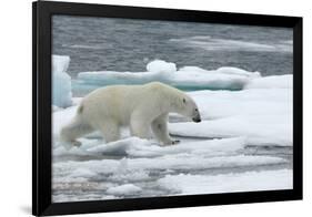 Polar Bear (Ursus Maritimus) Walking over Sea Ice, Moselbukta, Svalbard, Norway, July 2008-de la-Framed Photographic Print