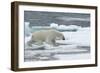 Polar Bear (Ursus Maritimus) Walking over Sea Ice, Moselbukta, Svalbard, Norway, July 2008-de la-Framed Photographic Print